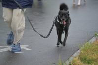 Rodzinny Dogtrekking 2026