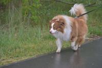 Rodzinny Dogtrekking 2026