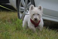 Rodzinny Dogtrekking 2026