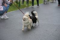 Rodzinny Dogtrekking 2026