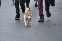 Rodzinny Dogtrekking 2026