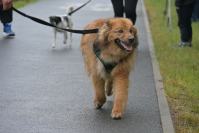 Rodzinny Dogtrekking 2026