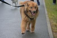 Rodzinny Dogtrekking 2026