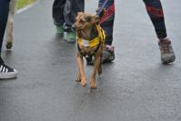 Rodzinny Dogtrekking 2026
