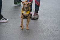 Rodzinny Dogtrekking 2026