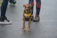 Rodzinny Dogtrekking 2026