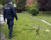 Kacza rodzinka bezpiecznie eskortowana przez namysłowską policję