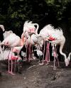 Flamingi w opolskim zoo doczekały się rekordowego przychówku
