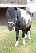 Wiązał kucyka do balkonu