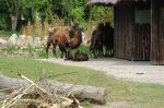 Małe wielbłądy w opolskim ZOO