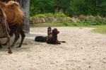 Małe wielbłądy w opolskim ZOO