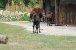 Małe wielbłądy w opolskim ZOO