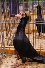 Wystawa gołębi w Okrąglaku