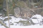 Pantera śnieżna na wybiegu opolskiego zoo