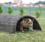 Policyjne psy i ich przewodnicy na zawodach