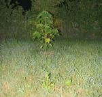 Krzaki konopii hodowane w szafie