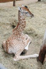 Nowa żyrafa w opolskim zoo. Znajdź dla niej imię