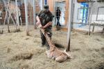 Nowa żyrafa w opolskim zoo. Znajdź dla niej imię