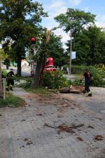 Strażacy wycięli drzewo, w które uderzył kierowca