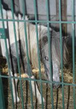 Nielegalna hodowla zwierząt pod Opolem