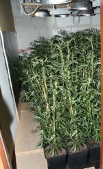 Ponad 800 krzaków konopii na nielegalnej plantacji