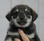 Szczeniaki z opolskiego schroniska czekają na właścicieli