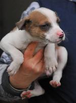 Szczeniaki z opolskiego schroniska czekają na właścicieli