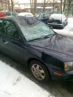 Stado jeleni biega po Zaodrzu