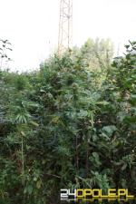 Dwóch 17-latków założyło plantację konopii
