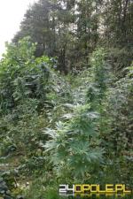 Dwóch 17-latków założyło plantację konopii