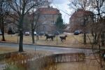 Dwa konie biegają od kilku dni po Byczynie