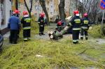 Powalone drzewo zmiażdżyło samochód