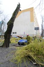 Powalone drzewo zmiażdżyło samochód