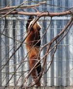 Poznajcie Floriana - nowego mieszkańca opolskiego ZOO