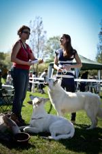 Tysiące rasowych czworonogów w Opolu