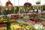 W Łosiowie trwają Międzynarodowe Targi Ogrodnicze