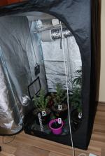 19-latek uprawiał konopie w namiocie