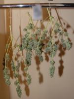 19-latek uprawiał konopie w namiocie