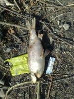 Setki śniętych ryb w Nysie Kłodzkiej