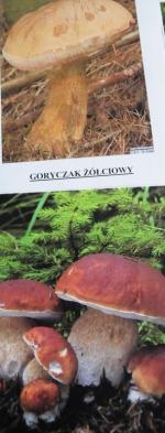 Bezpieczne grzybobranie: pomyłka może kosztować życie