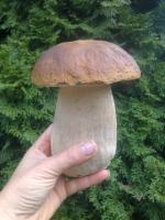 Zobacz zdjęcia z grzybobrania naszych czytelników