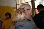 W Brzegu trwa Międzynarodowa Wystawa Kotów