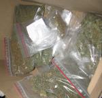 Ponad 100 krzewów konopi na plantacji zlikwidowanej przez policję