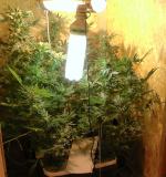 Plantacja konopii zlikwidowana. Zatrzymania w powiecie brzeskim i oławskim.