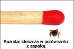 Uważajmy na kleszcze - w tym roku może być ich więcej niż zazwyczaj