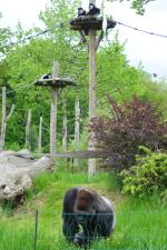 Goryl Ashmar ma towarzystwo na wybiegu