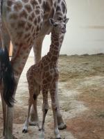 W opolskim zoo urodziła się żyrafa