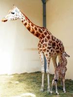 W opolskim zoo urodziła się żyrafa