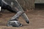 Opolskie ZOO świętuje 60 - lecie