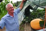 Gigantyczne dynie w Zdzieszowicach. Hodowca chce pobić kolejny rekord.